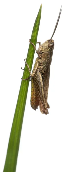 Grasshopper, Chorthippus montanus, no caule da planta na frente do fundo branco — Fotografia de Stock