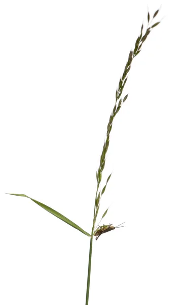Cavalletta, Chorthippus montanus, su fusto vegetale davanti a fondo bianco — Foto Stock