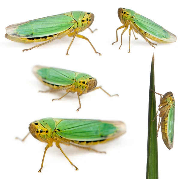 Grüne Blatttrichter - cicadella viridis — Stockfoto