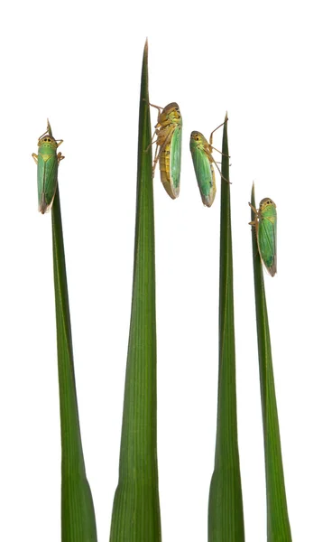 Green Leafhoppers on a grass blade - Cicadella viridis — Stock Photo, Image