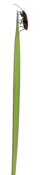 Bezwonny bug roślin, Glinik lulkarz, na trawę na białym tle — Zdjęcie stockowe