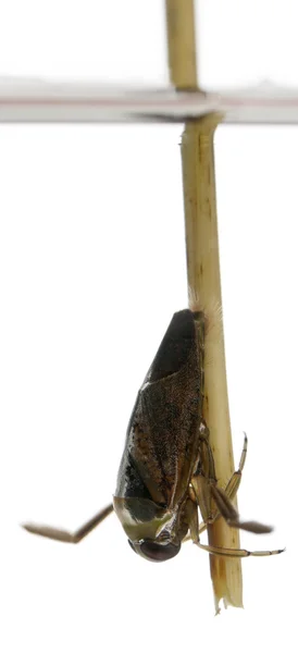 Nageurs arrière - Notonecta glauca devant un fond blanc — Photo