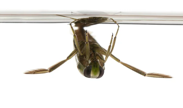 Böceklerin - beyaz arka plan önünde notonecta glauca — Stok fotoğraf