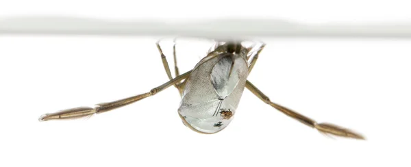 水蜘蛛就-在白色背景前的 notonecta 白 — 图库照片
