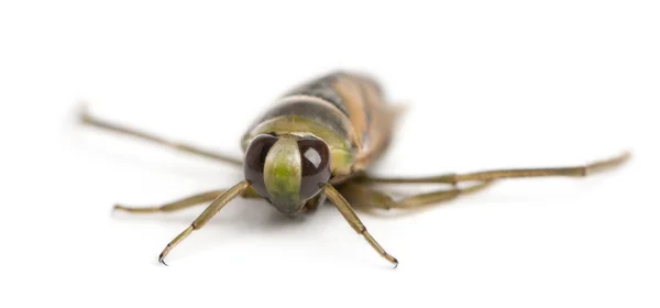 Böceklerin - beyaz arka plan önünde notonecta glauca — Stok fotoğraf