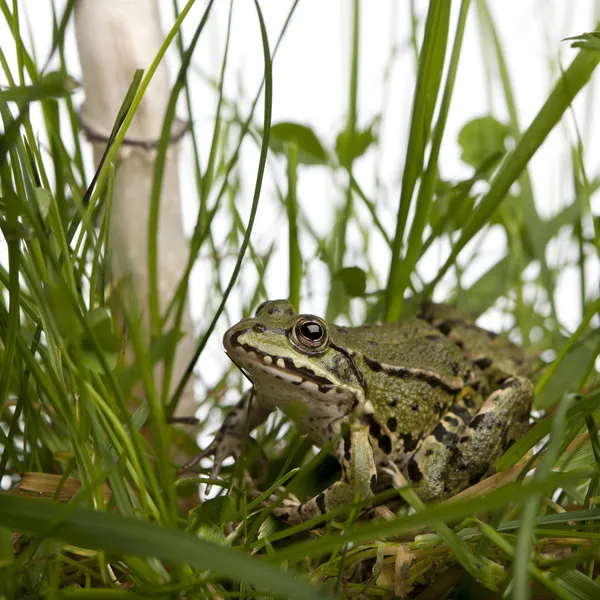 Grenouille européenne commune ou grenouille comestible, Rana esculenta dans l'herbe, wi — Photo