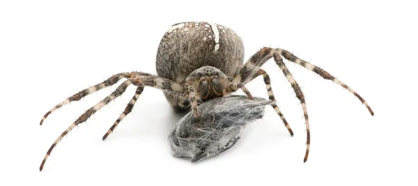 Araignée de jardin européenne, araignée de diadème, araignée croisée, ou orbweaver croisé, Araneus diadematus, mangeant une mouche devant le fond blanc — Photo