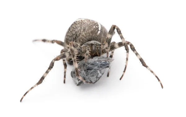 Aranha de jardim europeia, aranha diadema, aranha cruzada ou tecelã-cruz, Araneus diadematus, comendo uma mosca na frente do fundo branco — Fotografia de Stock