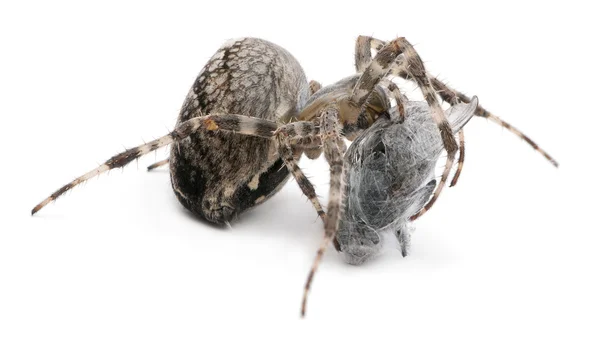 Euroopan puutarha hämähäkki, diadem hämähäkki, rajat hämähäkki, tai rajat Orbweaver, Araneus diadematus, syö lentää edessä valkoinen tausta — kuvapankkivalokuva