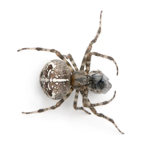Araña de jardín europea, araña diadema, araña cruzada o tejedora cruzada, Araneus diadematus, comiendo una mosca frente al fondo blanco — Foto de Stock