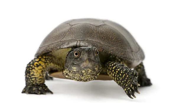 stock image European pond turtle, Emys orbicularis, in front of white background
