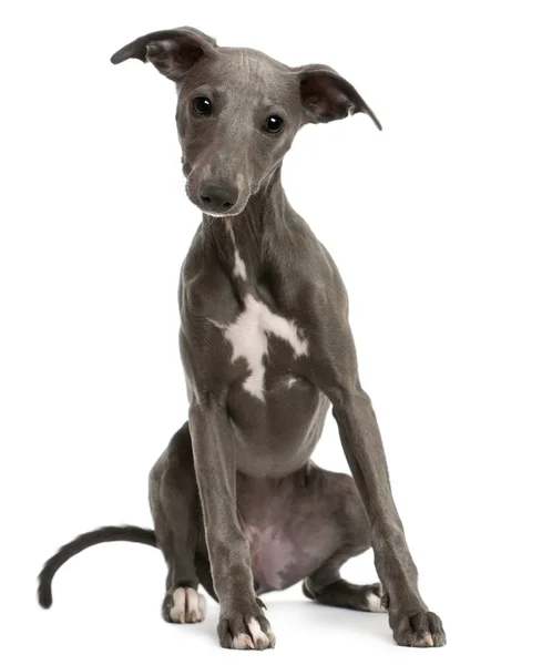Whippet puppy, 6 months old, sitting in front of white background — Stock Photo, Image