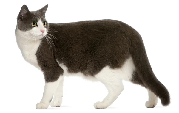 Cat standing in front of white background — Stock Photo, Image