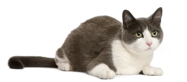 흰색 배경 앞에서 거짓말 하는 고양이 — 스톡 사진