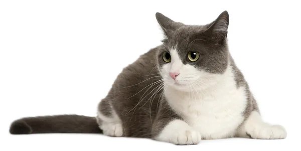 Gatto sdraiato di fronte a sfondo bianco — Foto Stock