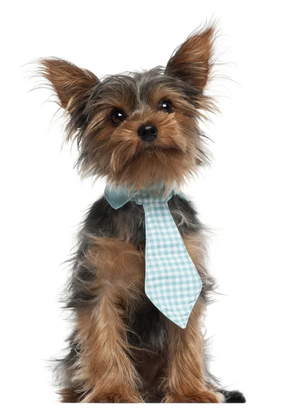 Yorkshire Terrier visel nyakkendő, 7 hónapok régi, fehér háttér előtt — Stock Fotó