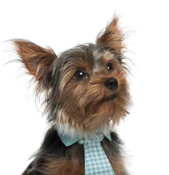 Close-up of Yorkshire Terrier wearing tie, 7 months old, in front of white background — Stock Photo, Image