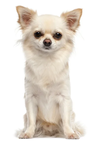Chihuahua, 2 and a half years old, sitting in front of white background — Stock Photo, Image