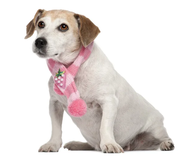 Fox terrier noszenia różowy szalik, 8 lat, siedząc w tle — Zdjęcie stockowe
