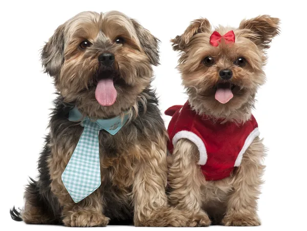 Yorkshire Terriers dressed up, 4 and a half and 7 years old, sitting in front of white background — Stock Photo, Image