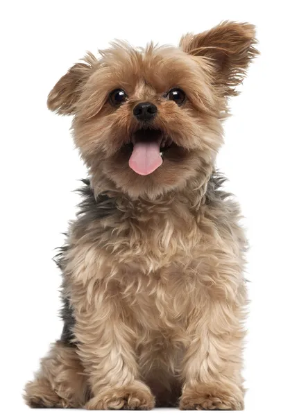 Yorkshire Terrier, 4 and a half years old, sitting in front of white background — Stock Photo, Image