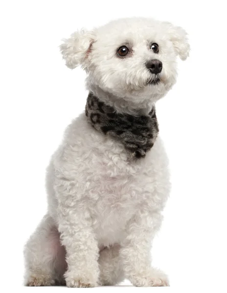 Bichon Frise, 3 years old, sitting in front of white background — Stock Photo, Image