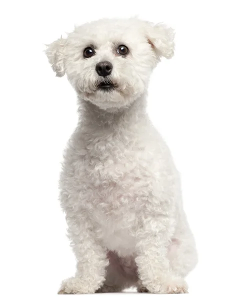 Bichon Frise, 3 years old, sitting in front of white background — Stock Photo, Image