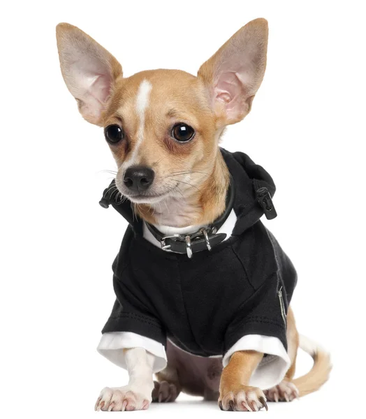 吉娃娃小狗身穿黑色连帽衫 5 个月大，坐在前面的白色背景 — 图库照片
