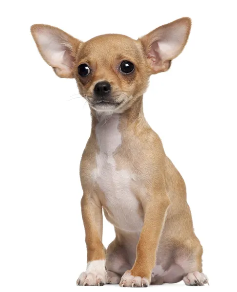 Chihuahua pup, 5 maanden oud, zitten in de voorkant van witte achtergrond — Stockfoto