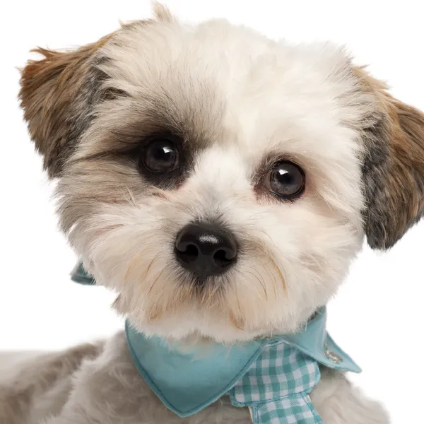 Close-up of Shih Tzu, 8 months old, wearing a tie in front of white background — Stock Photo, Image