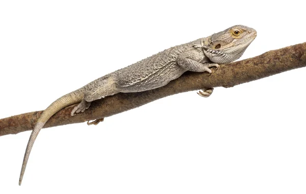 Pogona lying on a branch in front of white background — Stock Photo, Image