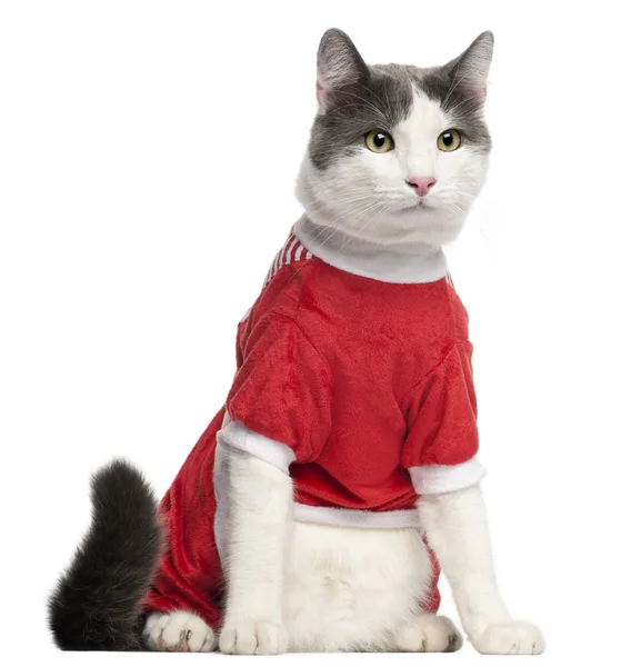 白い背景の前に座っている赤い服を着た猫 — ストック写真
