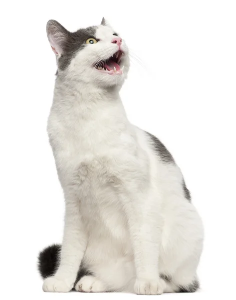 stock image Cat hissing in front of white background