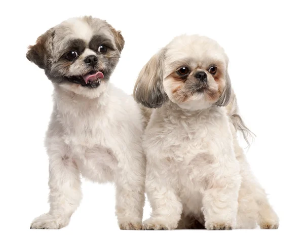 Shih Tzus, 3 years old, in front of white background — Stock Photo, Image