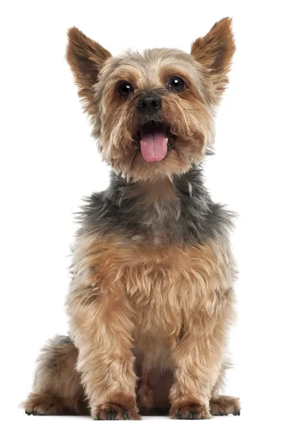 Yorkshire Terrier, 14 and a half years old, sitting in front of white background — Stock Photo, Image