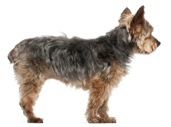 Yorkshire Terrier, 14 and a half years old, standing in front of white background — Stock Photo, Image