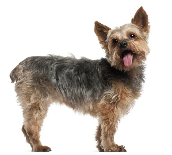 Yorkshire Terrier, 14 and a half years old, standing in front of white background — Stock Photo, Image