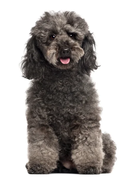 Poodle, 3 years old, sitting in front of white background — Stock Photo, Image