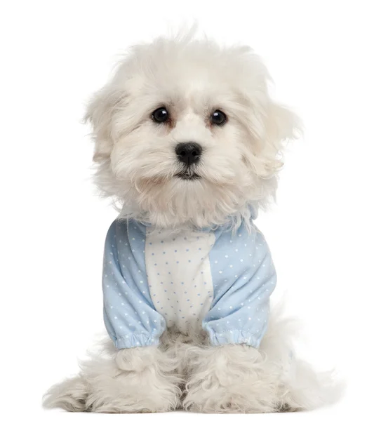 Cucciolo maltese vestito di blu, 3 mesi, davanti allo sfondo bianco — Foto Stock