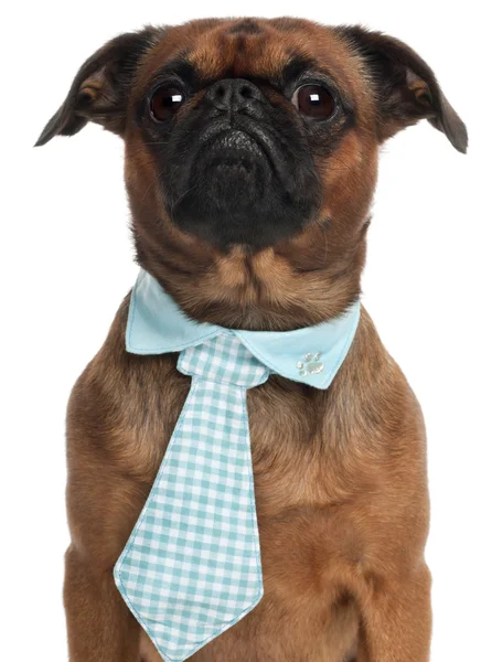 Pug, 3 anos, usando gravata na frente do fundo branco — Fotografia de Stock
