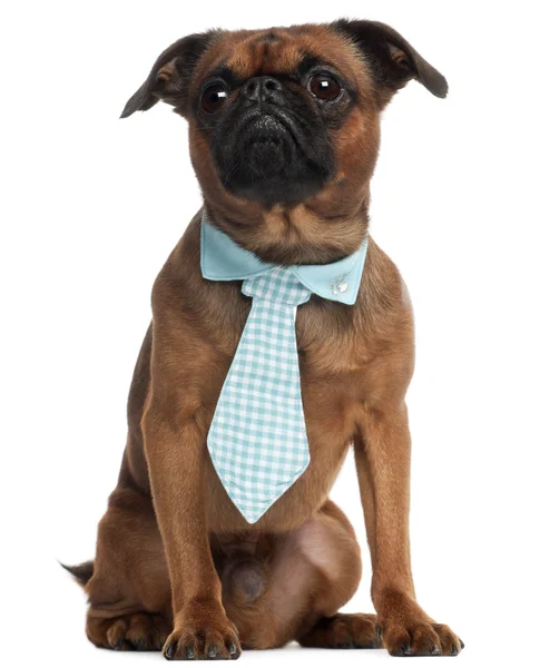 Pug, 3 years old, wearing a tie in front of white background — Stock Photo, Image