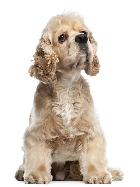 American Cocker Spaniel, 4 years old, sitting in front of white background — Stock Photo, Image
