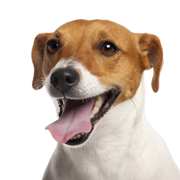 Jack Russell Terrier, 4 Jahre alt, Nahaufnahme vor weißem Hintergrund — Stockfoto
