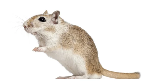 stock image Gerbil, 2 months old, in front of white background