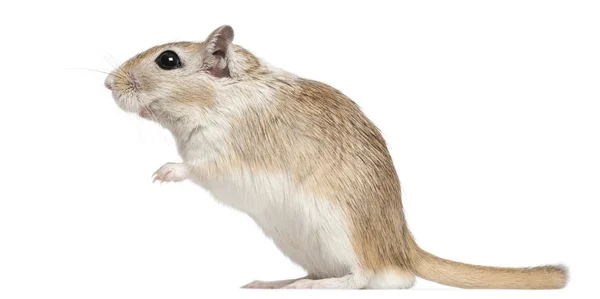 Bir fare, 2 ay yaşlı, beyaz arka plan — Stok fotoğraf