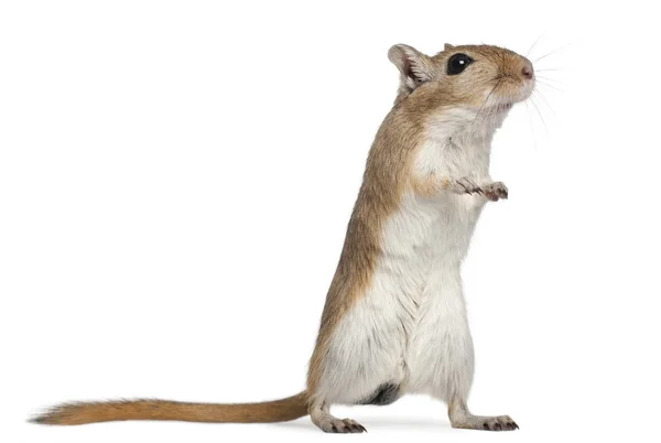 Gerbil, 2 months old, in front of white background — Stock Photo, Image