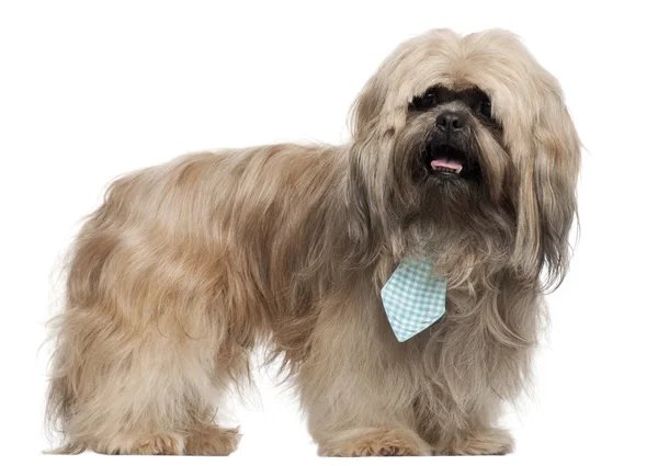 Lhasa Apso wearing a tie and standing in front of white background — Stock Photo, Image