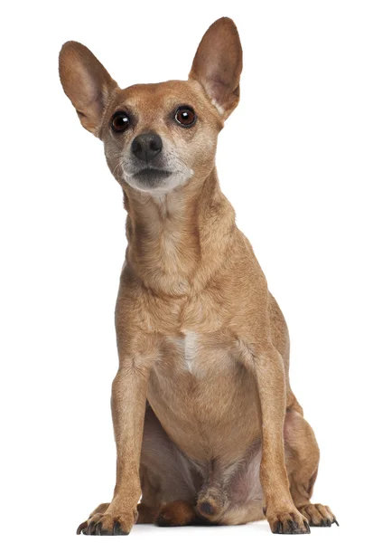 Miniature Pinscher sitting in front of white background — Stock Photo, Image