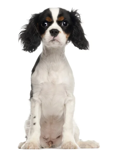 Cavalier King Charles Spaniel puppy sitting in front of white background — Stock Photo, Image