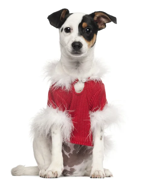 Dog dressed in red Christmas outfit in front of white background — Stock Photo, Image